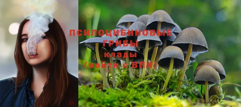 Галлюциногенные грибы Cubensis  Советская Гавань 